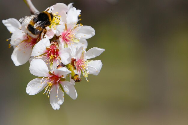 Foto nahaufnahme von kirschblüten