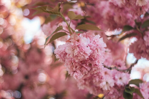 Foto nahaufnahme von kirschblüten