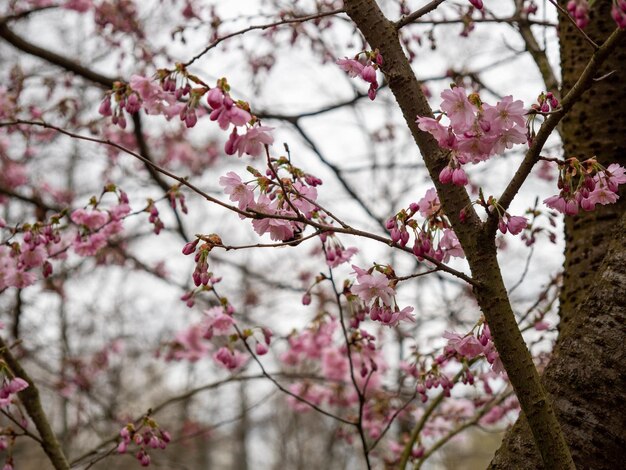 Foto nahaufnahme von kirschblüten