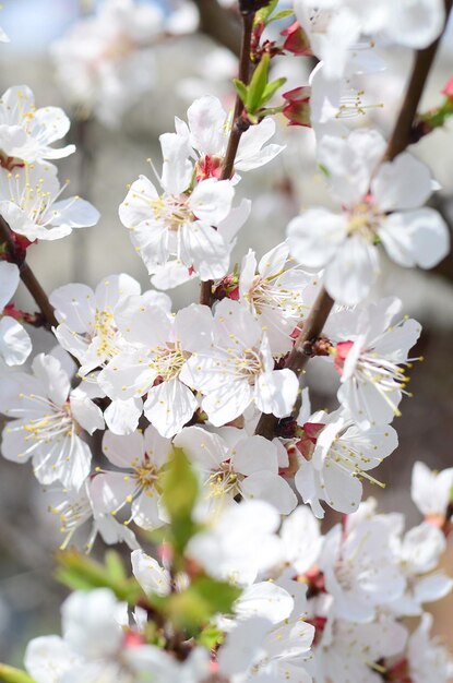 Foto nahaufnahme von kirschblüten