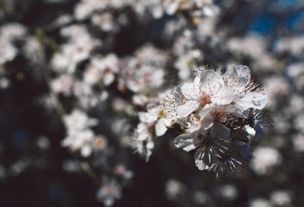 Foto nahaufnahme von kirschblüten