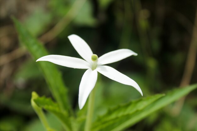 Nahaufnahme von kitolod Kräuterblume