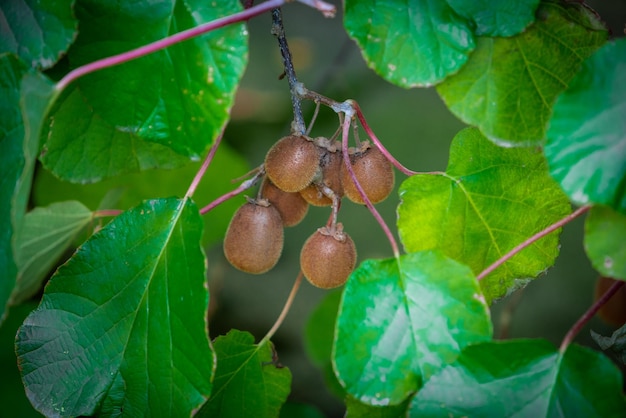 Nahaufnahme von Kiwi-Pflanzen, die an Ästen hängen