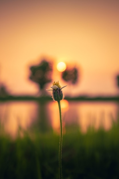 Nahaufnahme von kleinen Blumen Sonnenlichtbedingungen nahe Sonnenuntergang