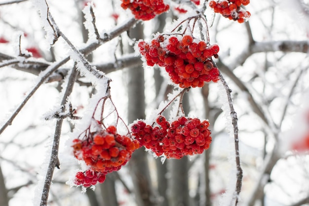 Nahaufnahme von kleinen dünnen Ästen von leuchtend roten Ebereschen, die tagsüber mit Schnee bedeckt sind, mit verschwommenen Bäumen im Hintergrund. Sammeln gesunder Beeren im Winter