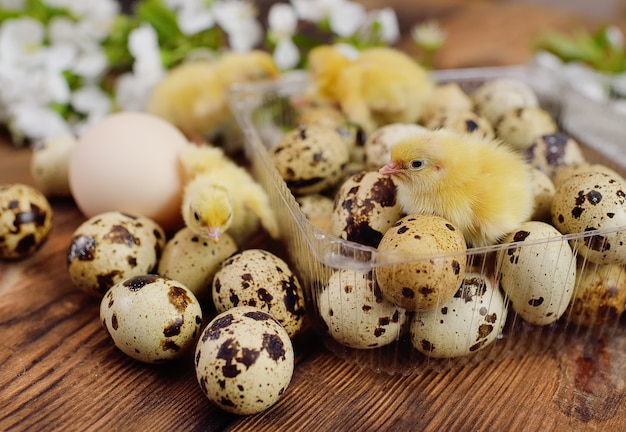 Nahaufnahme von kleinen gelben Hühnern oder Wachteln