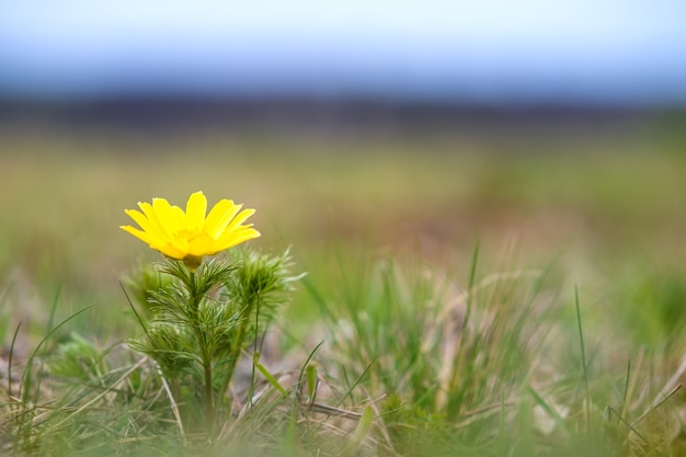 Nahaufnahme von kleinen gelben Wildblumen, die im grünen Frühlingsfeld blühen.