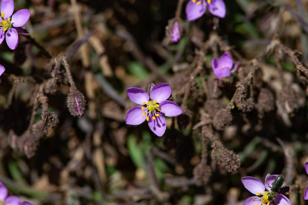 Nahaufnahme von kleinen lila Frühlingsblumen in voller Blüte. Frühlingshintergrund.