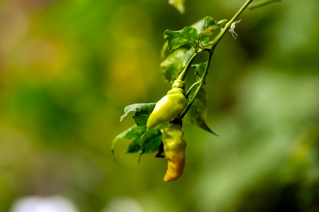 Nahaufnahme von kleinen rohen scharfen Chilischoten Capsicum frutescens