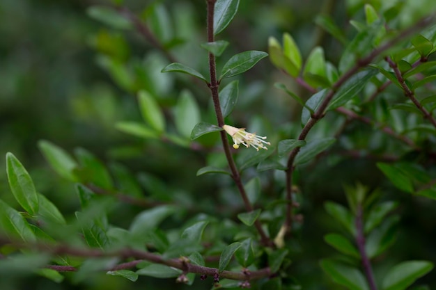 Nahaufnahme von kleinen weißen Geißblattblumen im Mai Boxleaved-Geißblatt-Zweig Lateinischer Name Lonicera ligustrina var Pileata Lonicera Pileata