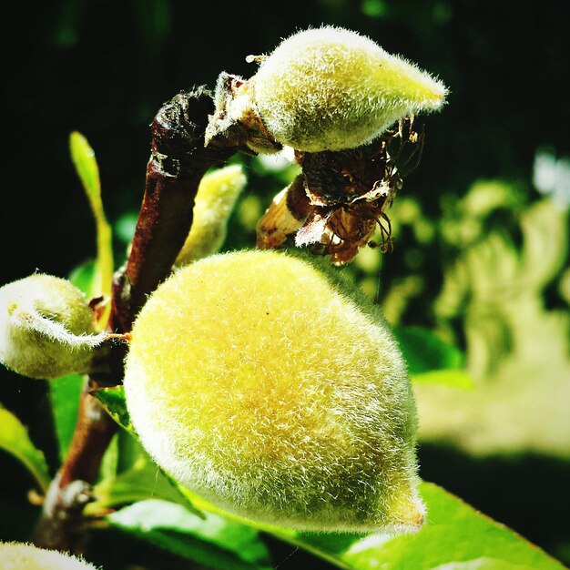 Foto nahaufnahme von knospen auf einem baumzweig