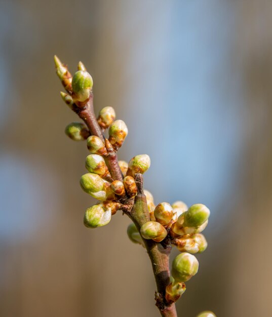 Foto nahaufnahme von knospen, die im freien wachsen