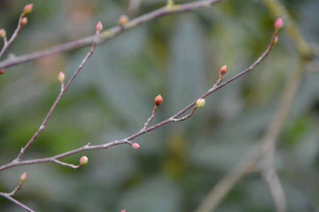 Nahaufnahme von Knospen