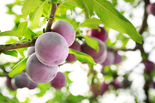 Nahaufnahme von köstlichen reifen Pflaumen auf Ast im Garten