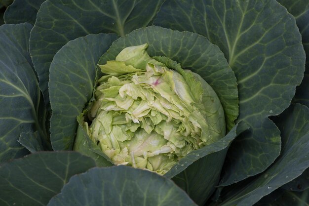 Nahaufnahme von Kohl, der von wilden Nagetieren im Bio-Garten gegessen wird?