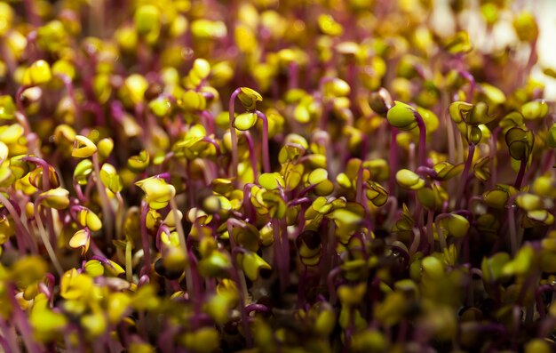 Nahaufnahme von Kohlrabi Kohl Mikrogrün