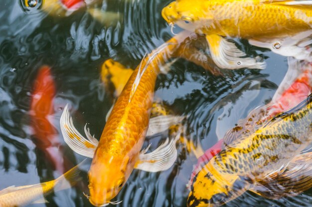 Foto nahaufnahme von koi-fischen im meer