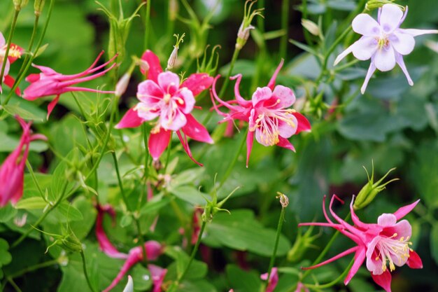 Nahaufnahme von Kolumbinenblumen, die im Freien blühen