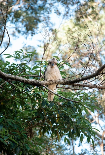 Nahaufnahme von Kookaburra-Vogel