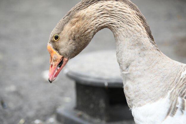 Foto nahaufnahme von kopf, augen und hals einer gans