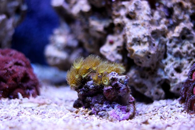 Foto nahaufnahme von korallen im meer