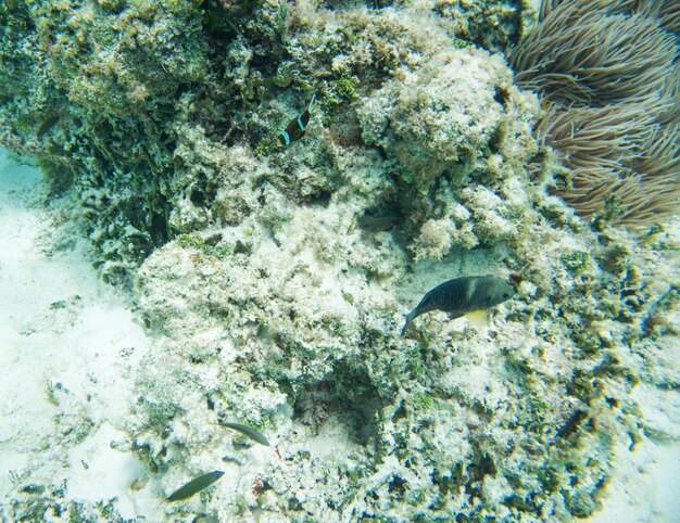 Foto nahaufnahme von korallen im meer