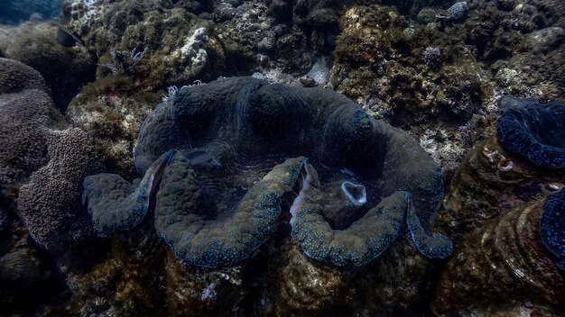 Foto nahaufnahme von korallen im meer