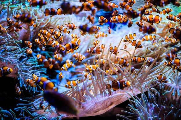 Foto nahaufnahme von korallen im meer