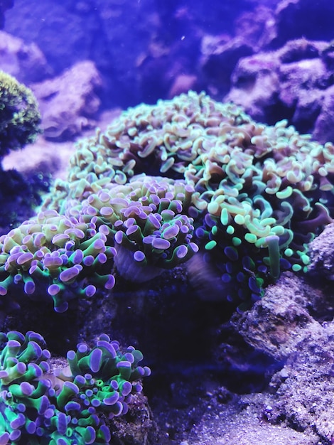 Nahaufnahme von Korallen im Meer