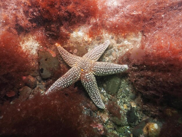 Foto nahaufnahme von korallen im meer