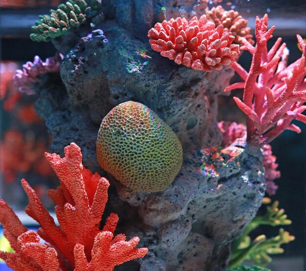 Nahaufnahme von Korallen im Meer