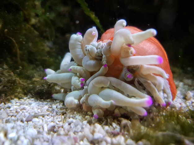 Foto nahaufnahme von korallen im meer