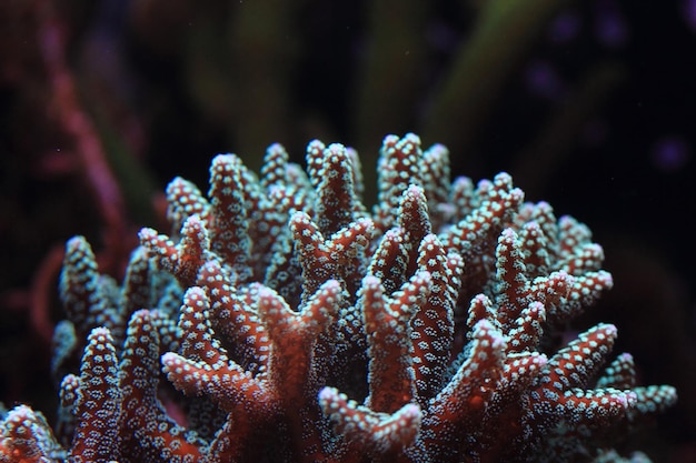 Foto nahaufnahme von korallen im meer