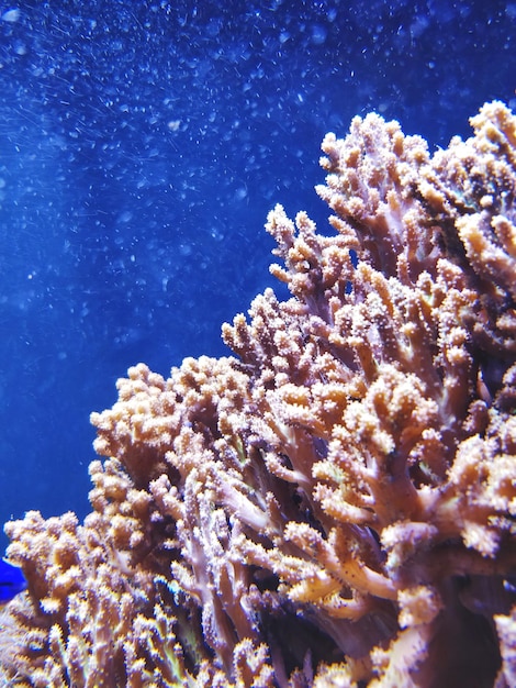 Nahaufnahme von Korallen im Meer