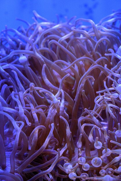 Foto nahaufnahme von korallen im meer