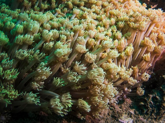 Foto nahaufnahme von korallen im meer