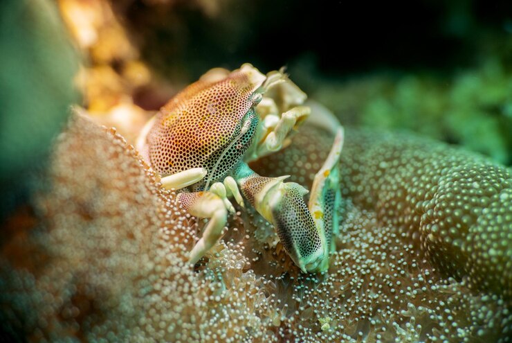 Foto nahaufnahme von krabben auf korallen im meer
