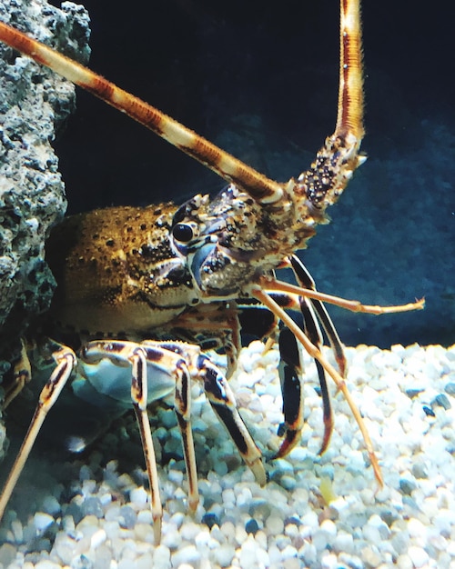 Foto nahaufnahme von krabben im meer