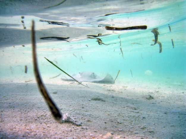 Foto nahaufnahme von krabben im wasser