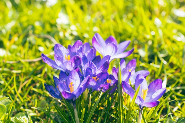 Foto nahaufnahme von krokussen im park