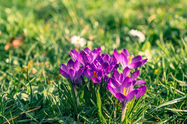 Foto nahaufnahme von krokussen im park