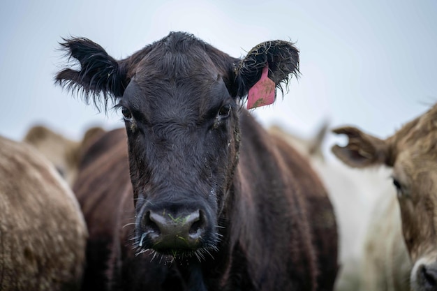 Nahaufnahme von Kühen auf dem Feld Angus und Murray Grey Rinder, die im Frühling und Sommer lange Weiden fressen