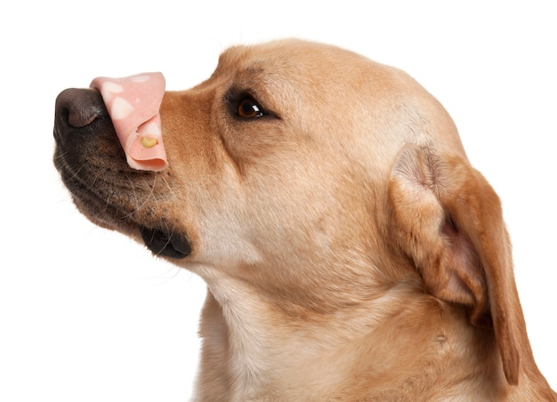 Nahaufnahme von labrador retriever (2 jahre alt) mit mortadella auf der nase,