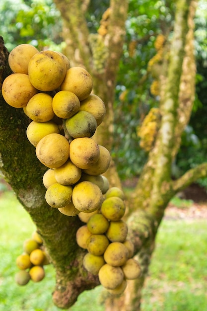 Nahaufnahme von Lansium parasiticum oder Longkong-Baum in Thailand