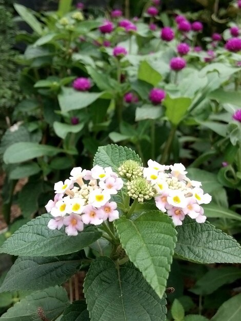 Nahaufnahme von Lantana-Camara-Blüten