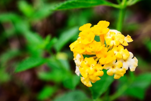 Foto nahaufnahme von lantana camara