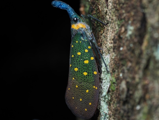 Foto nahaufnahme von laterne bug fulgora lampestris im danum valley sabah borneo malaysia