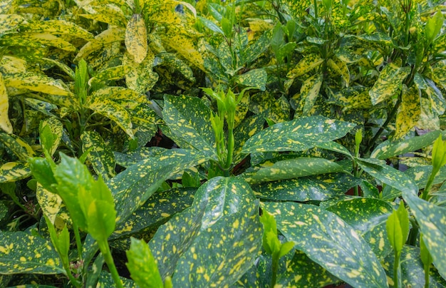 Nahaufnahme von laurelfarbener Vegetation