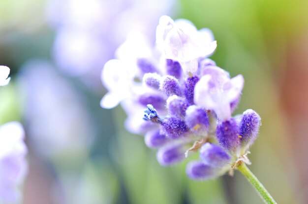 Foto nahaufnahme von lavendel, die im freien blüht