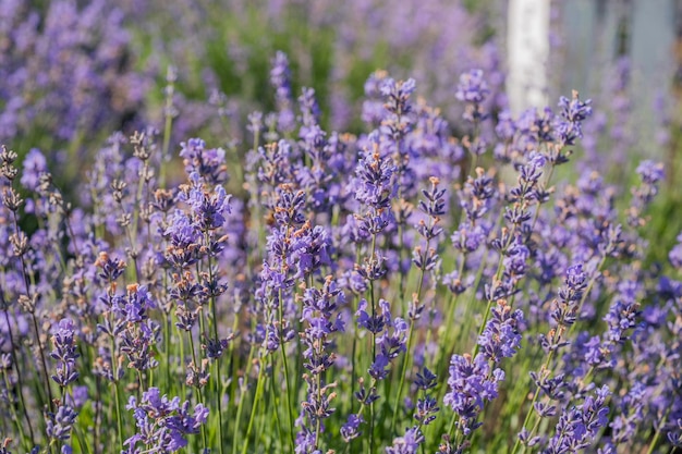 Nahaufnahme von Lavendelblüten mit verschwommenem Hintergrund